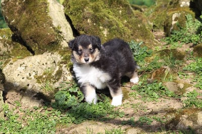 Les chiots de Colley à poil long