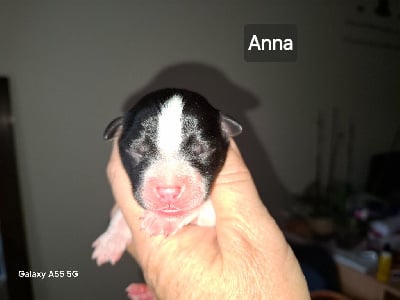 Les chiots de Berger Américain Miniature 