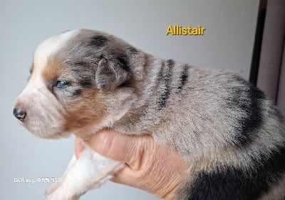 Les chiots de Berger Américain Miniature 