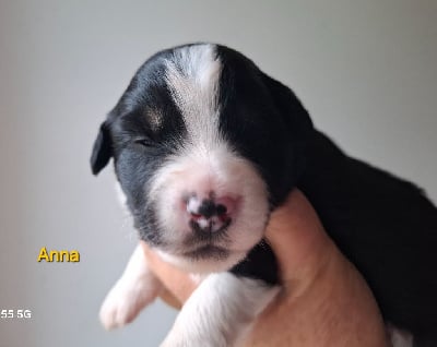 Les chiots de Berger Américain Miniature 