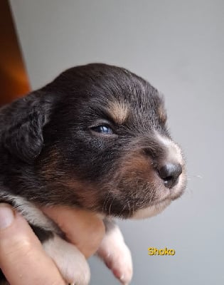 Les chiots de Berger Américain Miniature 