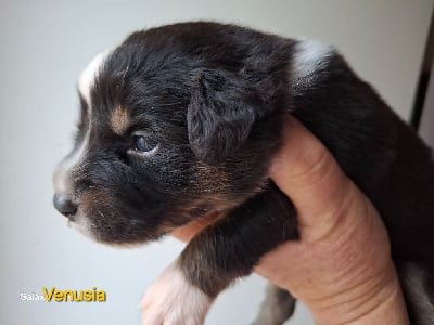 Les chiots de Berger Américain Miniature 