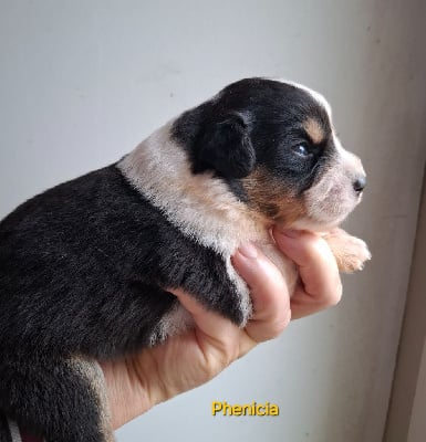 Les chiots de Berger Américain Miniature 