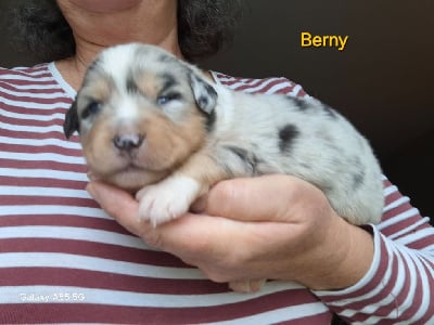 Les chiots de Berger Américain Miniature 