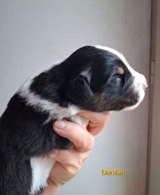 Les chiots de Berger Américain Miniature 