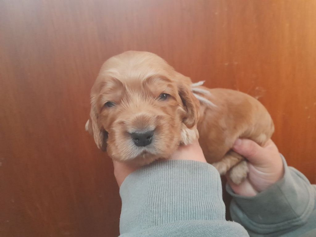 CHIOT collier gris - Cocker Spaniel Anglais