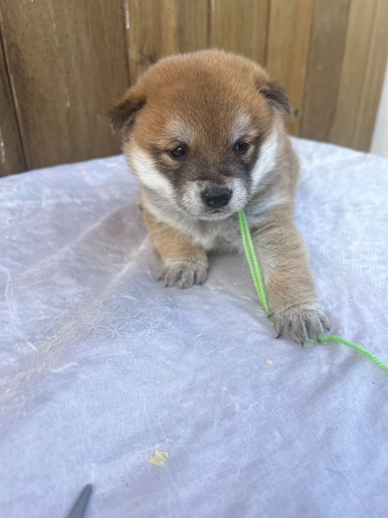 Collier vert - Shiba