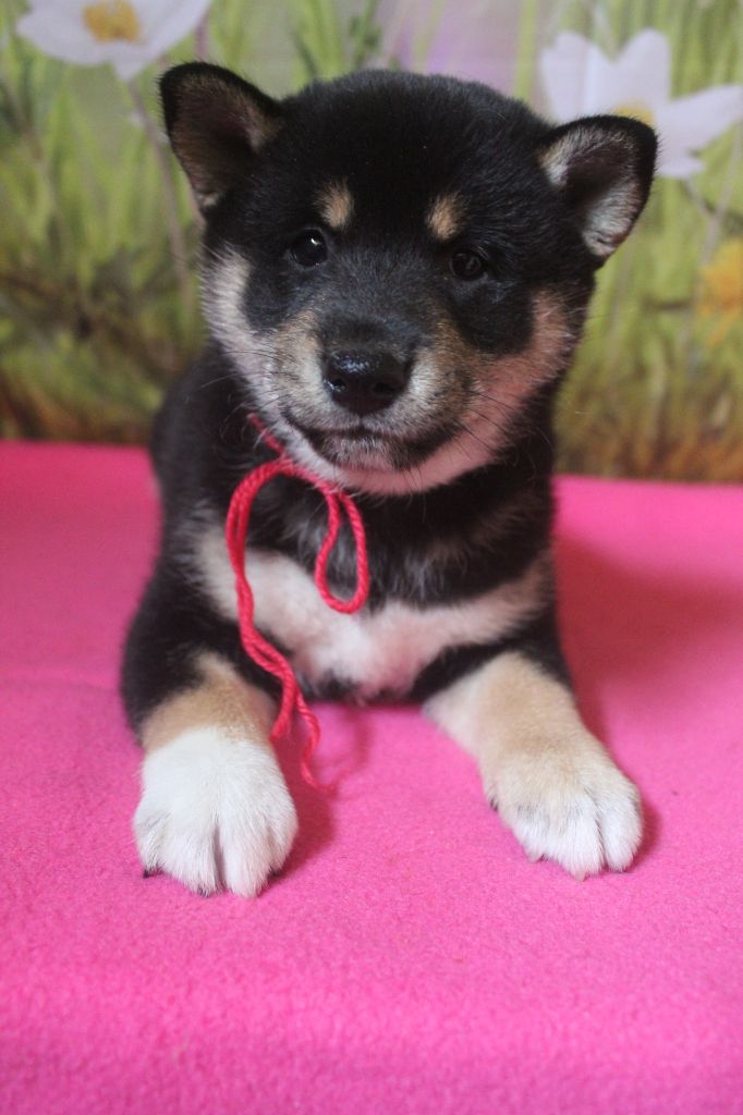 CHIOT 3 - Shiba