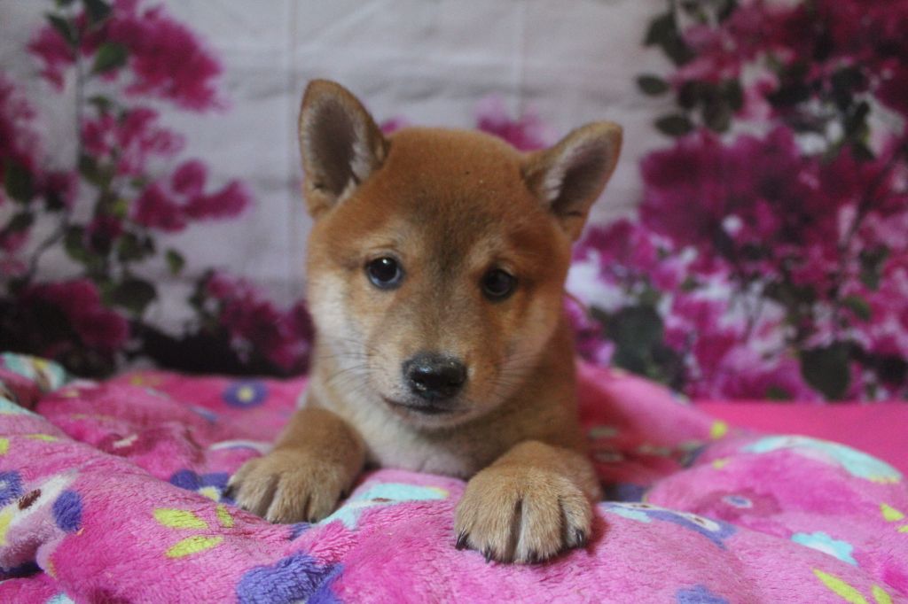 CHIOT collier blanc - Shiba