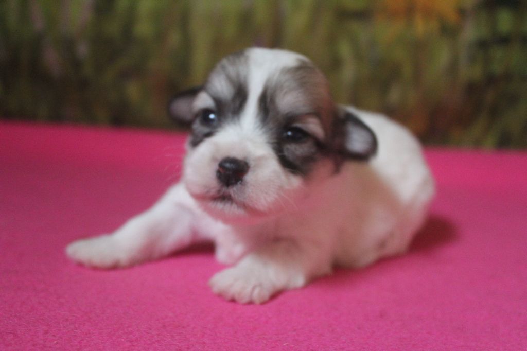 CHIOT 6 - Coton de Tulear