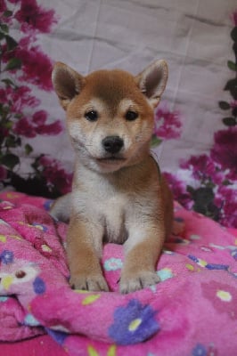 CHIOT collier bleu - Shiba