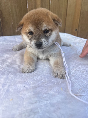 Collier blanc - Shiba