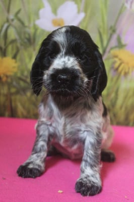 Les chiots de Cocker Spaniel Anglais