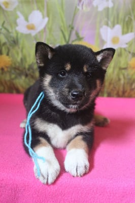 CHIOT 2 - Shiba