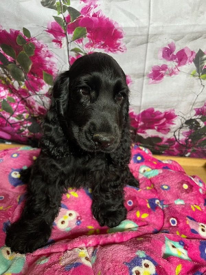 Les chiots de Cocker Spaniel Anglais