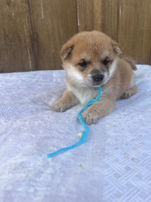 Les chiots de Shiba