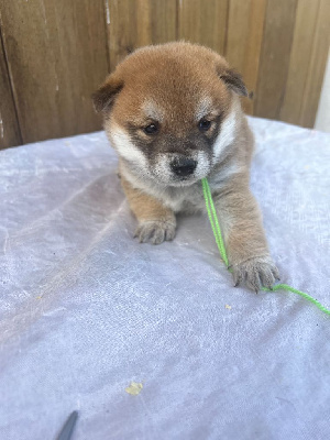 Les chiots de Shiba