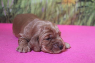 Les chiots de Cocker Spaniel Anglais