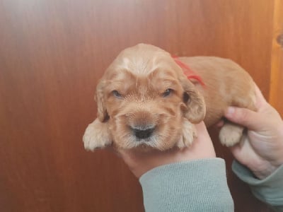 CHIOT collier rouge - Cocker Spaniel Anglais