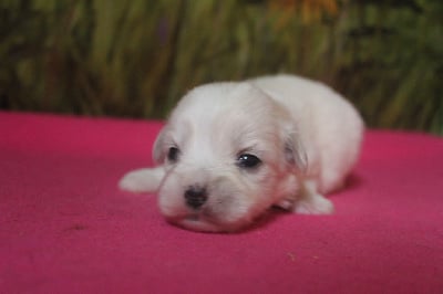 Les chiots de Coton de Tulear