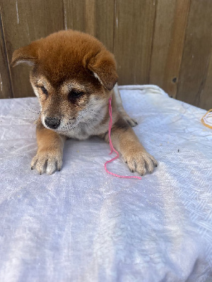 Les chiots de Shiba