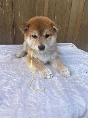 Les chiots de Shiba