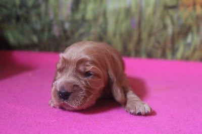 Les chiots de Cocker Spaniel Anglais