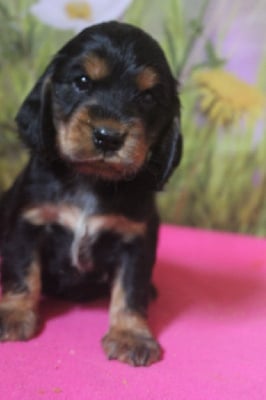 Les chiots de Cocker Spaniel Anglais