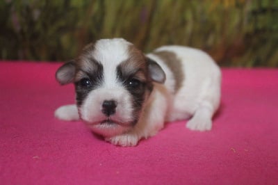 Les chiots de Coton de Tulear