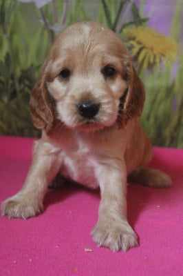 Les chiots de Cocker Spaniel Anglais