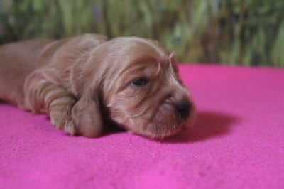 Les chiots de Cocker Spaniel Anglais