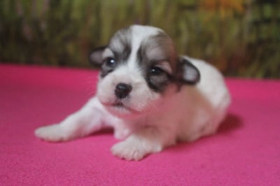 Les chiots de Coton de Tulear