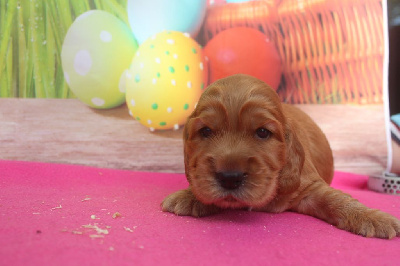 Les chiots de Cocker Spaniel Anglais