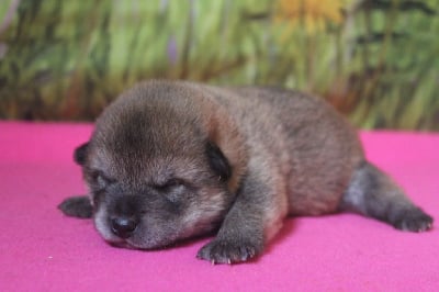 CHIOT 1 - Shiba