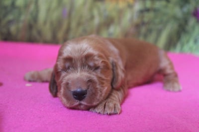 Les chiots de Cocker Spaniel Anglais