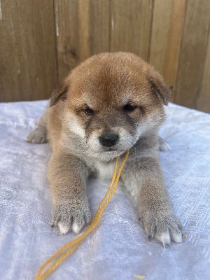 Les chiots de Shiba