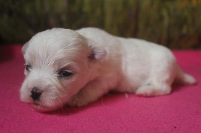 Les chiots de Coton de Tulear