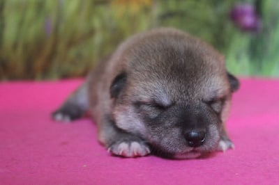 CHIOT 2 - Shiba