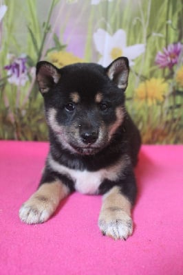 CHIOT 4 - Shiba