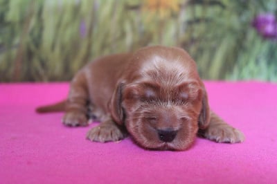 Les chiots de Cocker Spaniel Anglais