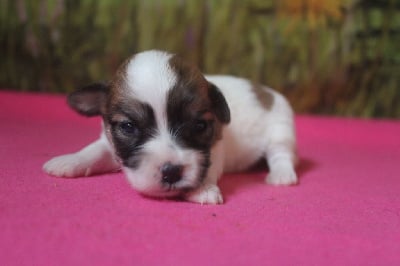 Les chiots de Coton de Tulear