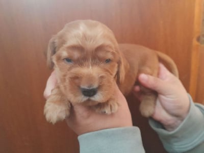 Les chiots de Cocker Spaniel Anglais