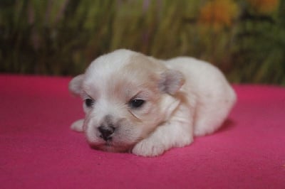 Les chiots de Coton de Tulear