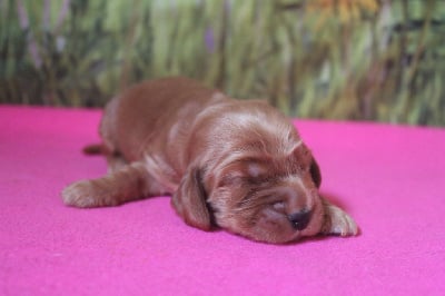 Les chiots de Cocker Spaniel Anglais