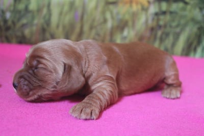 Les chiots de Cocker Spaniel Anglais