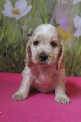 Les chiots de Cocker Spaniel Anglais