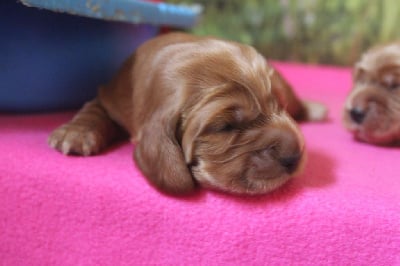 Les chiots de Cocker Spaniel Anglais