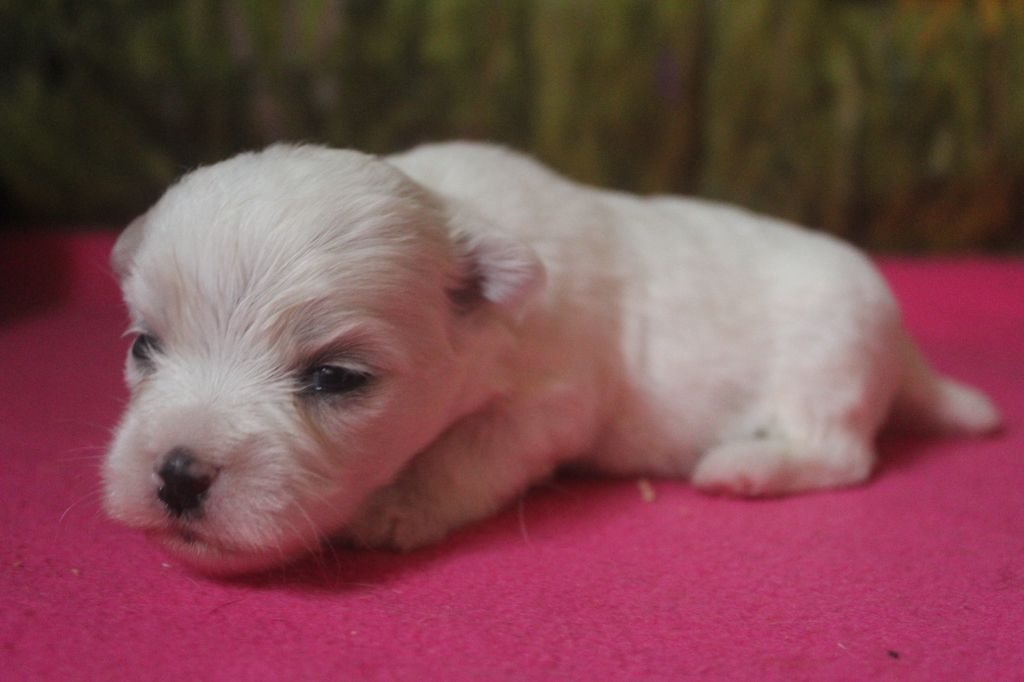 CHIOT 3 - Coton de Tulear