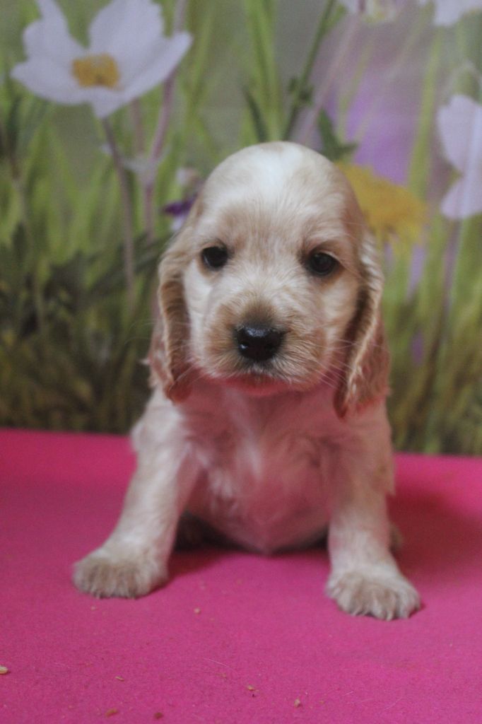 CHIOT 4 - Cocker Spaniel Anglais