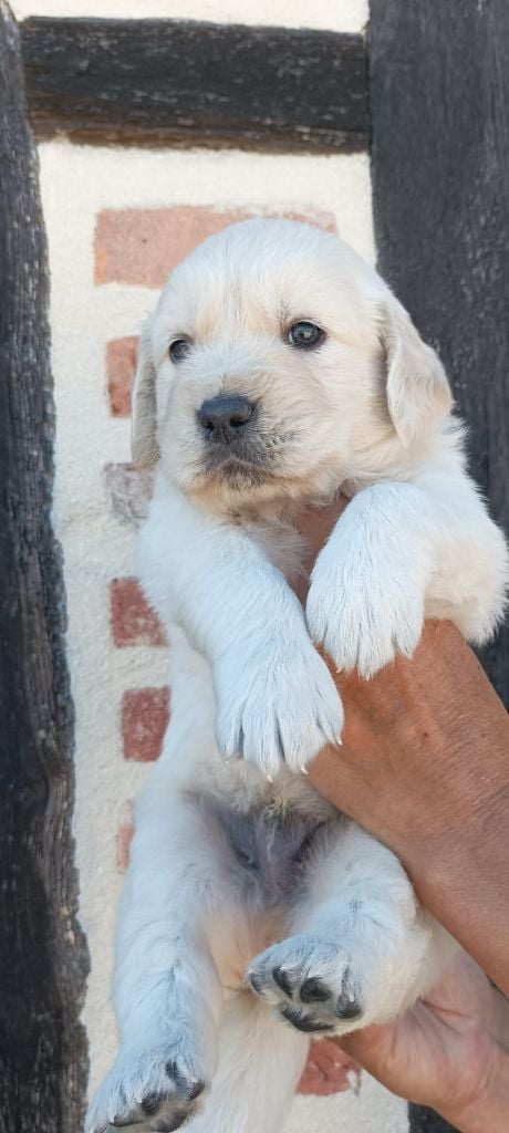 CHIOT 7 - Golden Retriever